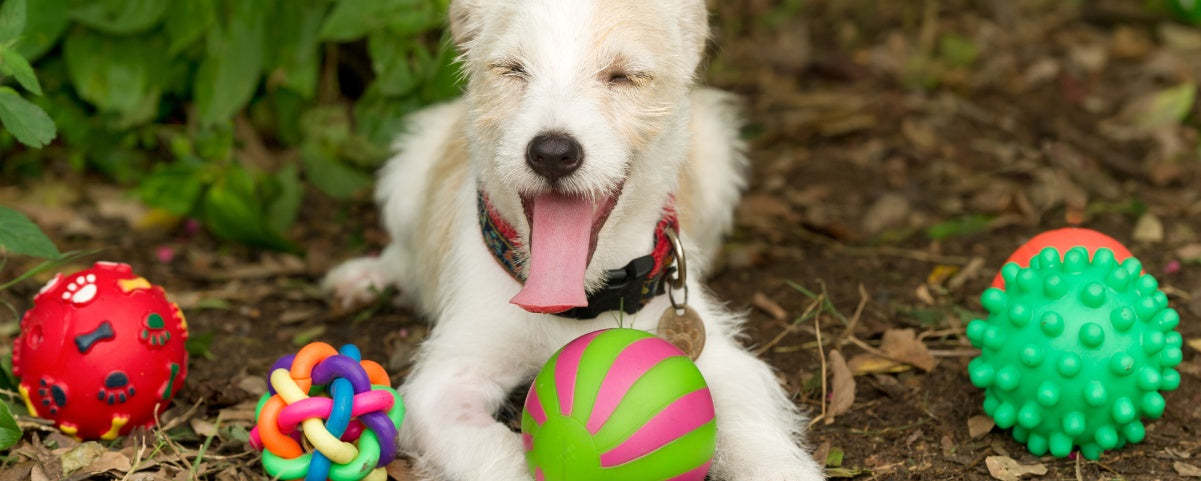 16 Fun and Interactive Toys to Enrich Your Dog’s Playtime