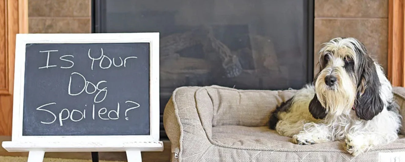 5 Hilarious Signs Your Dog Might Be Just a Little Too Spoiled