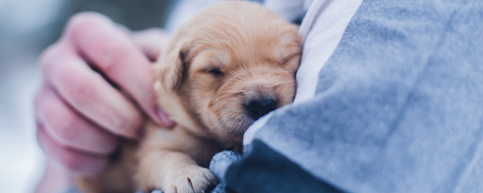 8 Surprising Facts About Newborn Puppies You Never Knew!