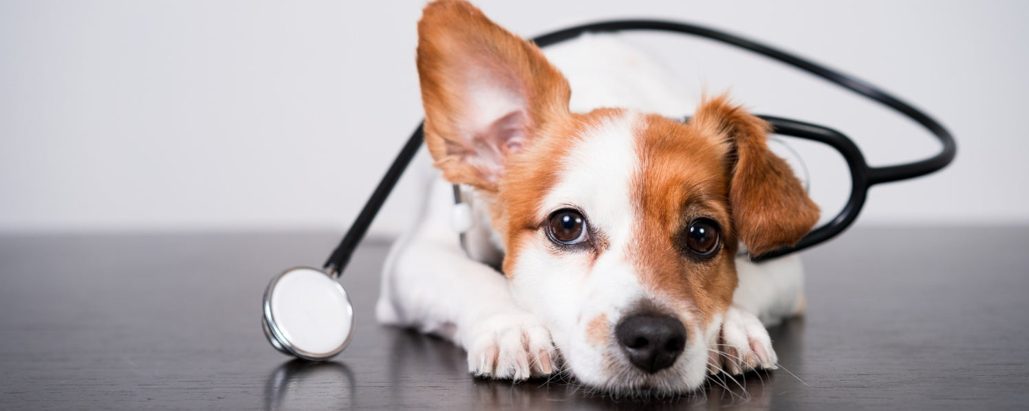 A Guide to Canine Digestive Health: Symptoms, Causes, and Preventions