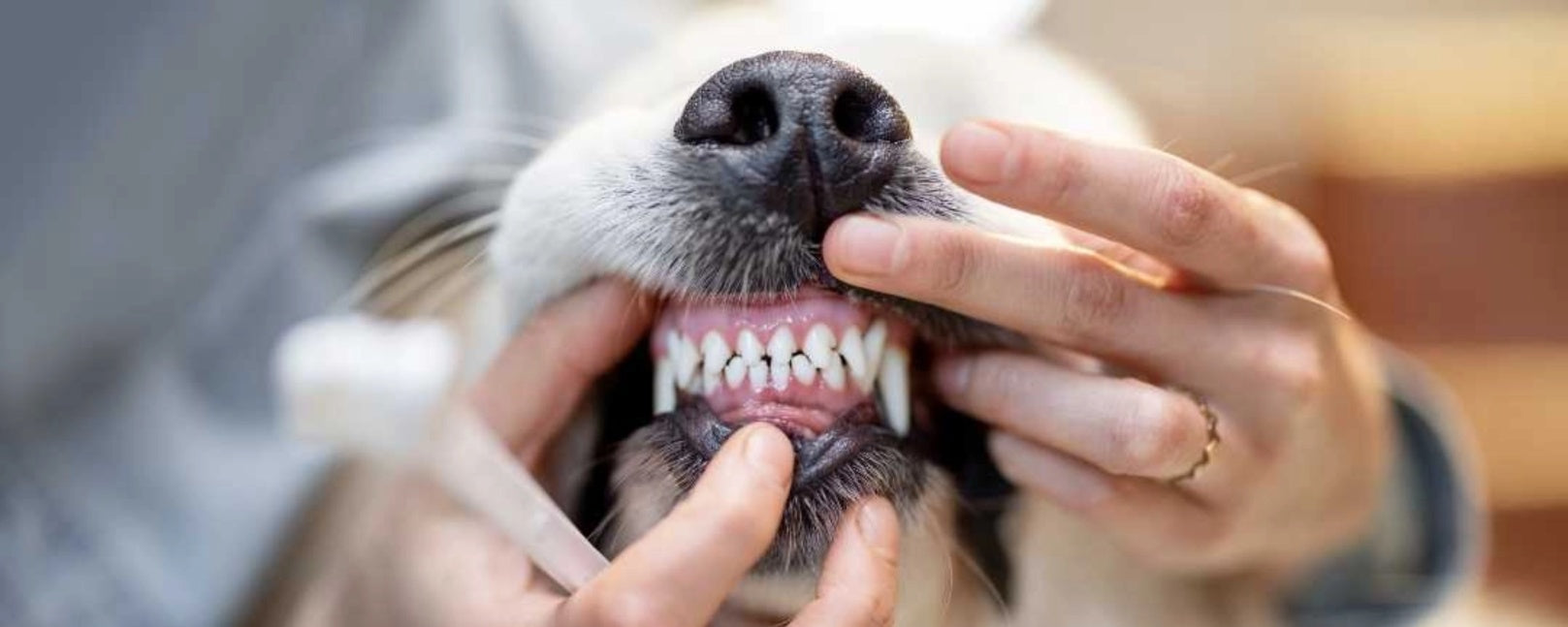 A Look Inside Your Dog’s Mouth: Teeth Count and Causes of Tooth Loss