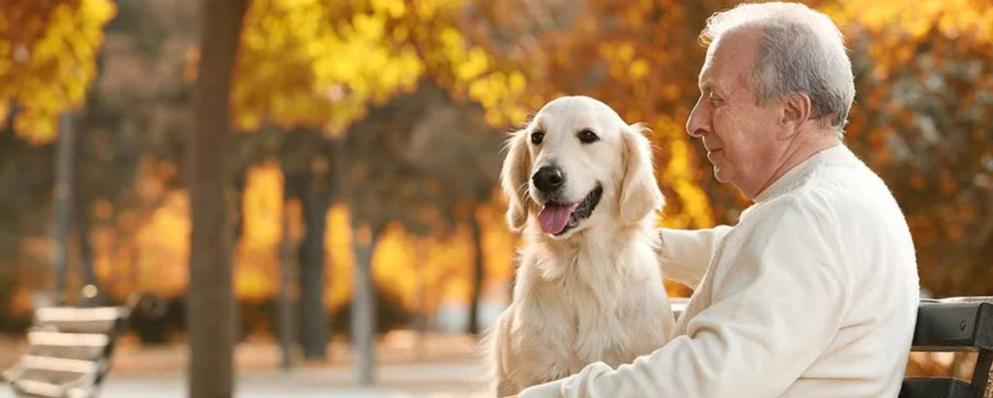 Adopting Dogs for Seniors: Finding Friendship and Joy