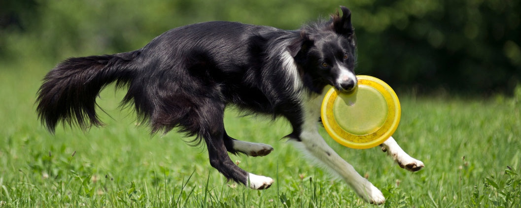 Adventure Time: 7 Outdoor Activities to Try with Your Dog