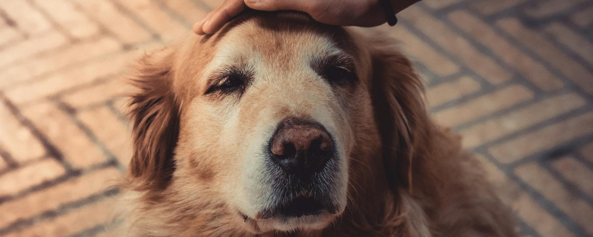 Alzheimer’s in Dogs: How to Care for Your Aging Pet
