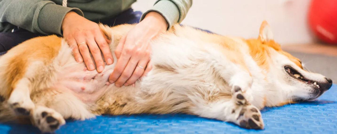 Bloat in Dogs: Causes, Symptoms, and Life-Saving Prevention Tips