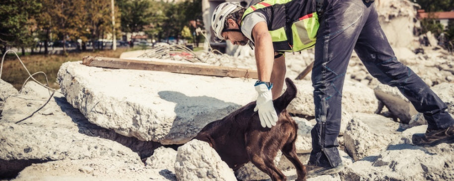 Bringing Home a Rescue Dog: How to Help Them Adapt to a New Environment