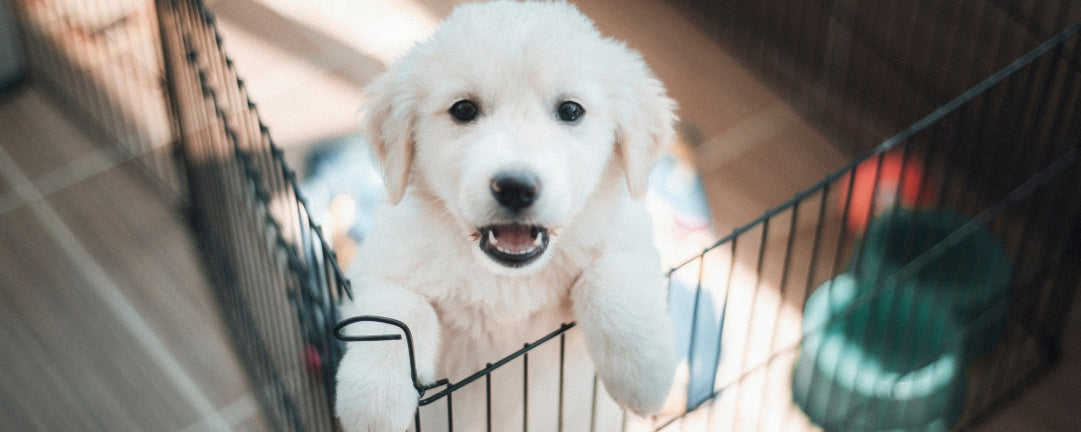 Crate Training Tips: Make Your Dog LOVE Their Crate with These Easy Steps!