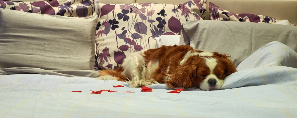 Creating a Senior Dog-Friendly Home: Simple Tips for Comfort