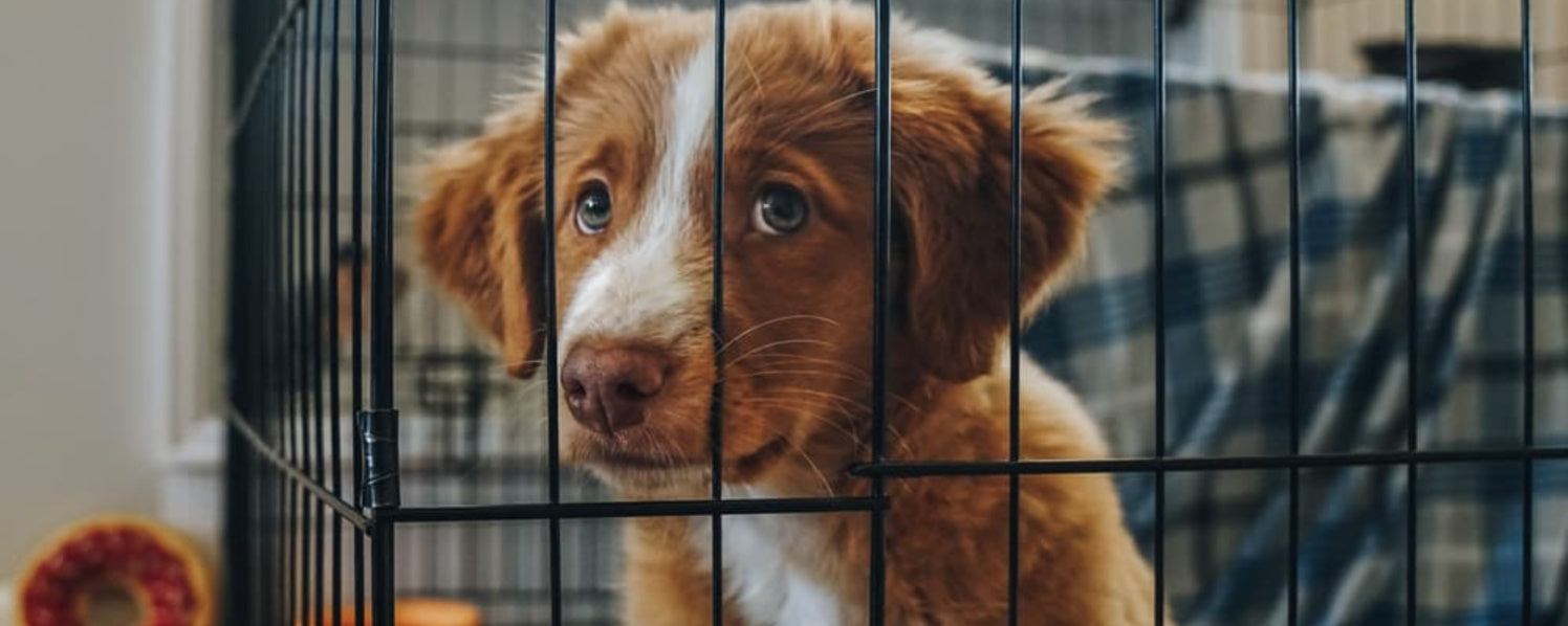 Crying Puppies and Crates: What You Need to Know to Fix It