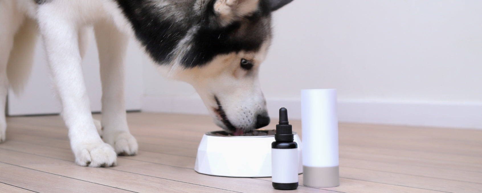 Do Senior Dogs Need Supplements? What Every Pet Owner Should Know