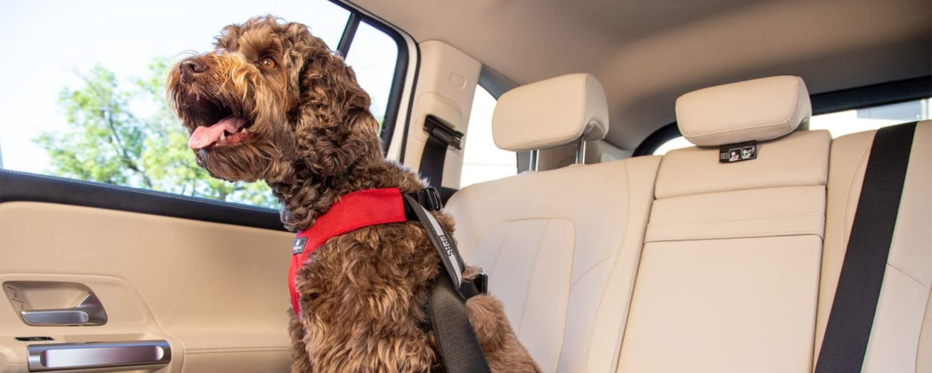 Dog Car Safety Essentials: Choosing Between Seats, Belts, Barriers, and Carriers