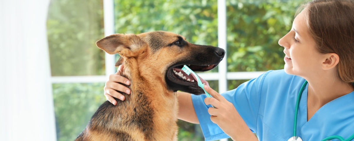Dog Dental Care: Why Oral Hygiene is Crucial