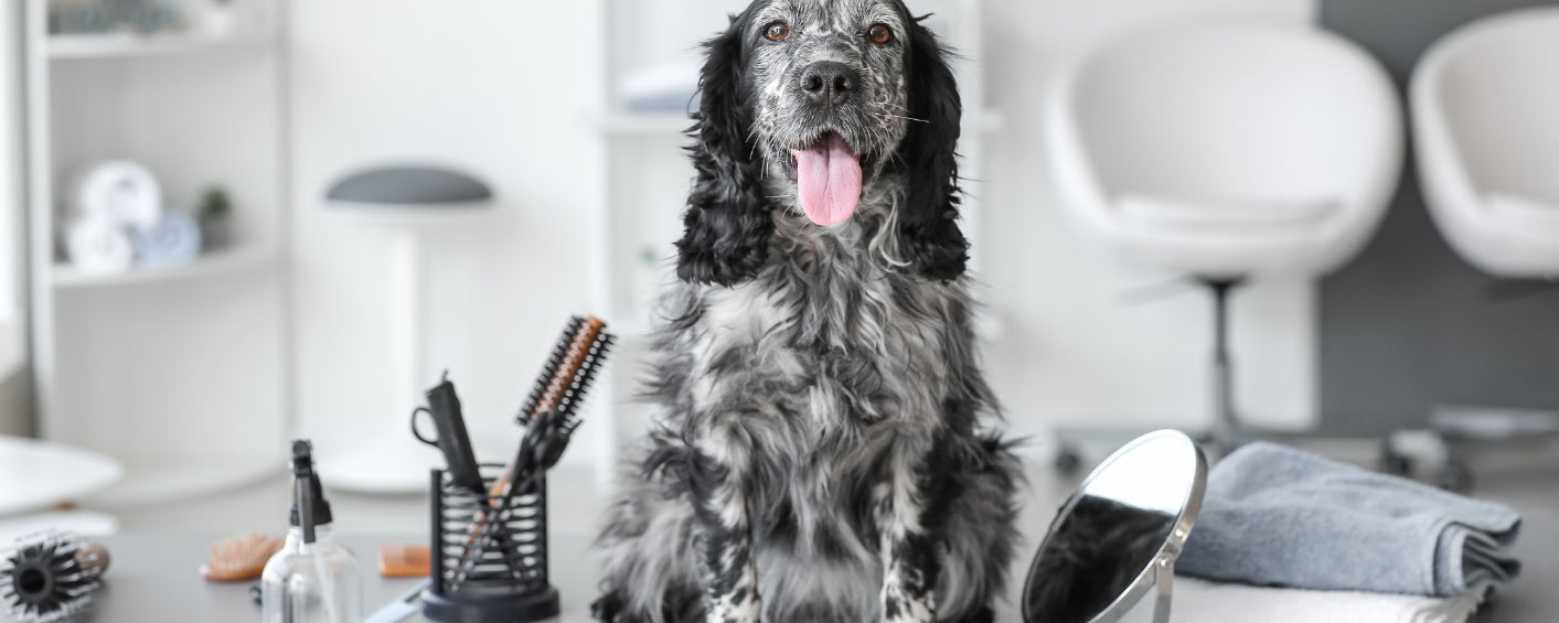 "Essential Dog Hygiene Tips for a Healthy, Happy Pet"