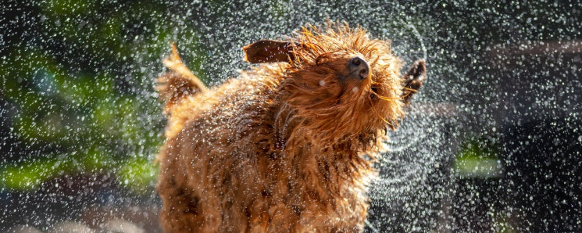 Dog Shaking Explained: Causes, Symptoms, and Solutions