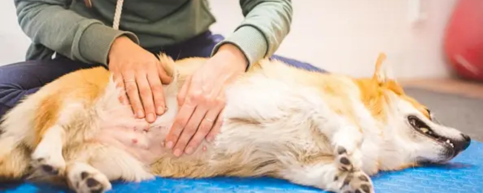 Dog Stomach Gurgling: Normal or a Sign of Trouble?