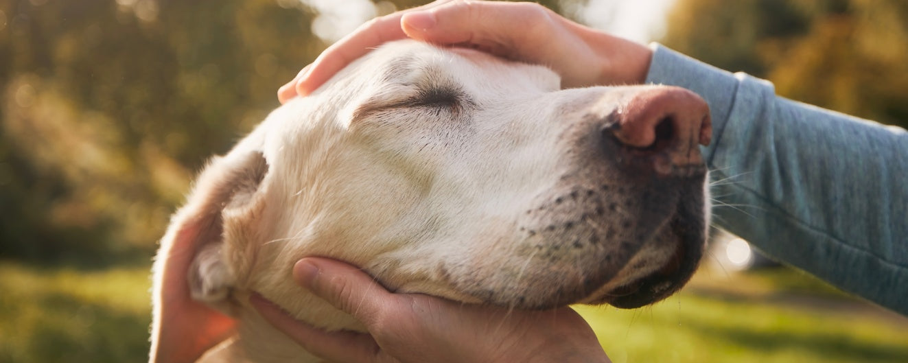 Ensuring Emotional Security for Senior Dogs: A Comprehensive Care Guide