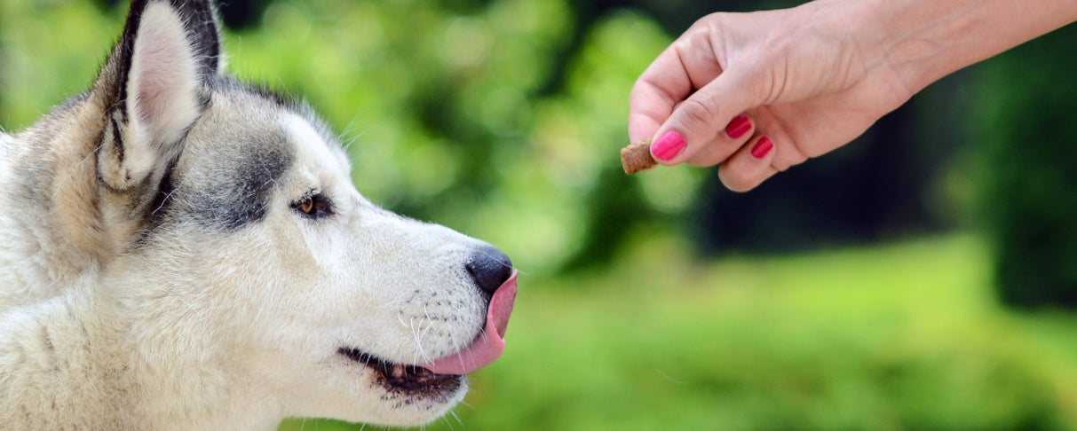 Feeding Your Senior Dog: How and When to Switch to Senior-Specific Food