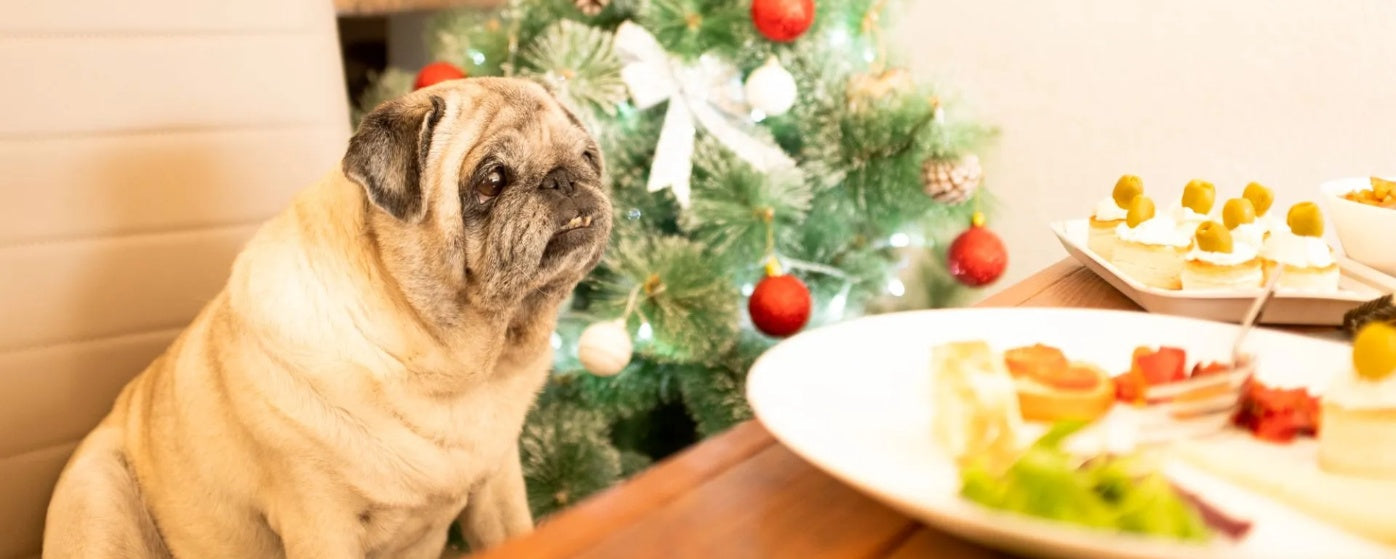 Festive Foods to Avoid: 6 Dangerous Scraps for Your Dog