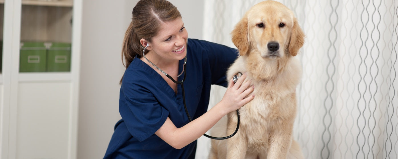 First-Time Dog Parent? 10 Vet-Approved Tips to Get You Started