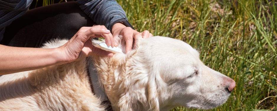 Flea and Tick Infestation: How to Treat and Prevent It in Dogs