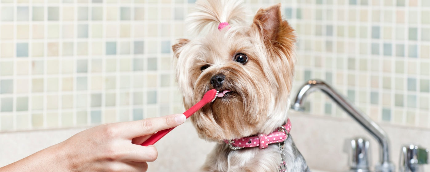 Fresh and Clean: How to Stop Your Dog From Smelling Bad