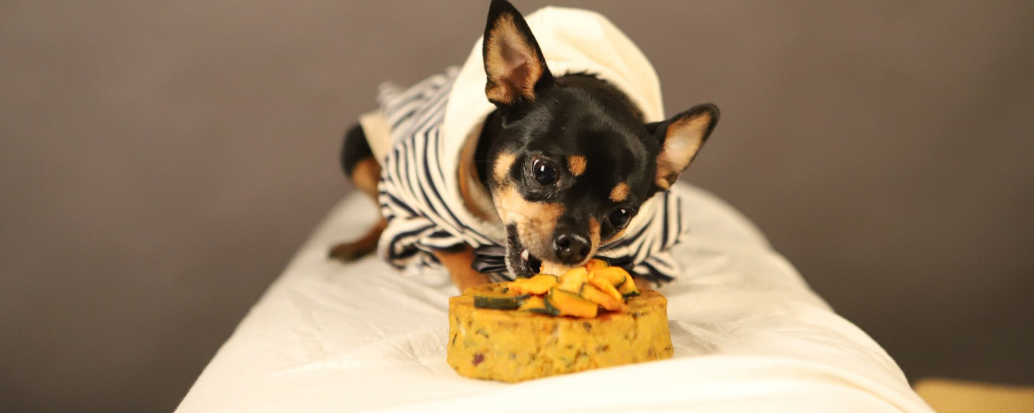 Freshly Made for Your Pup: The Benefits of Homemade Dog Food