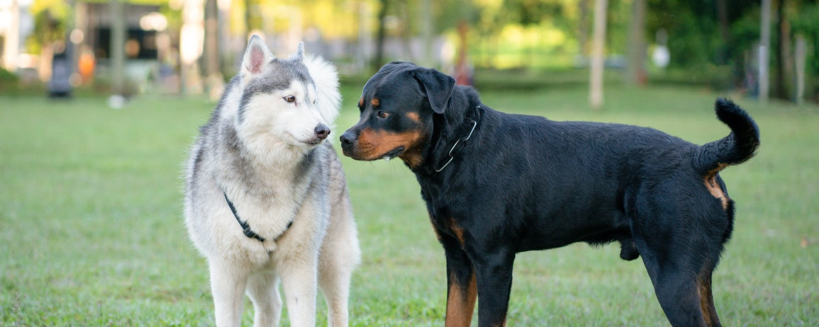 From Shy to Sociable: Socializing Your Dog for Therapy Work