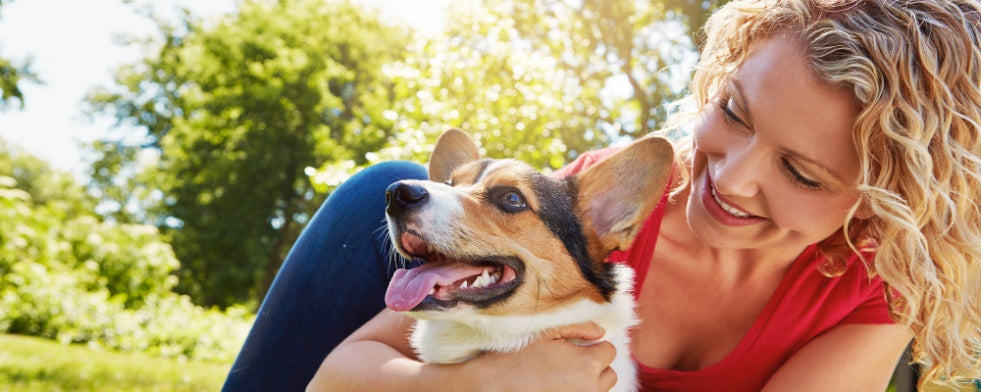 Getting Your Dog’s Attention: Proven Tips for Focus and Training