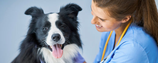 How Regular Should Your Dog’s Vet Checkups Be?