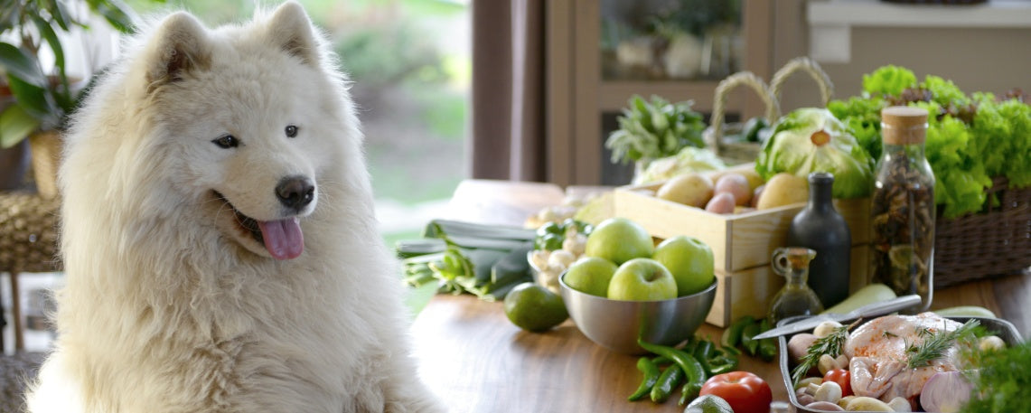 How to Choose the Healthiest Dog Food for Your Furry Friend