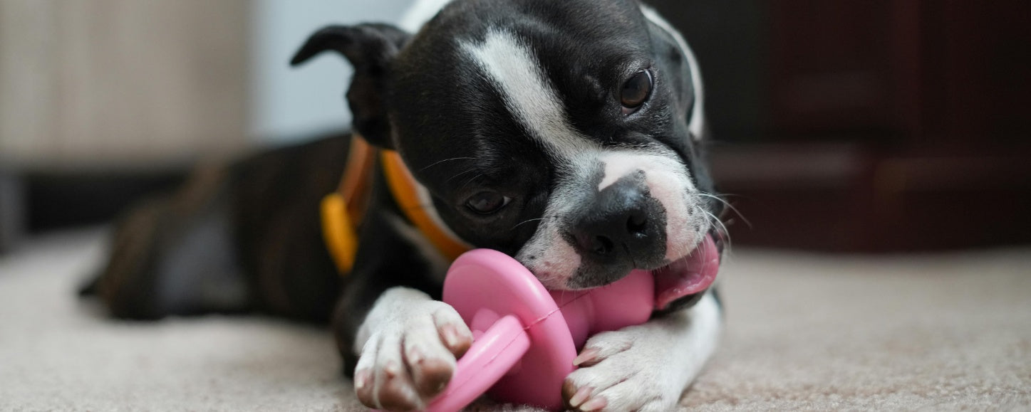 How to Keep Your Dog's Chew Toys Hygienic and Long-Lasting