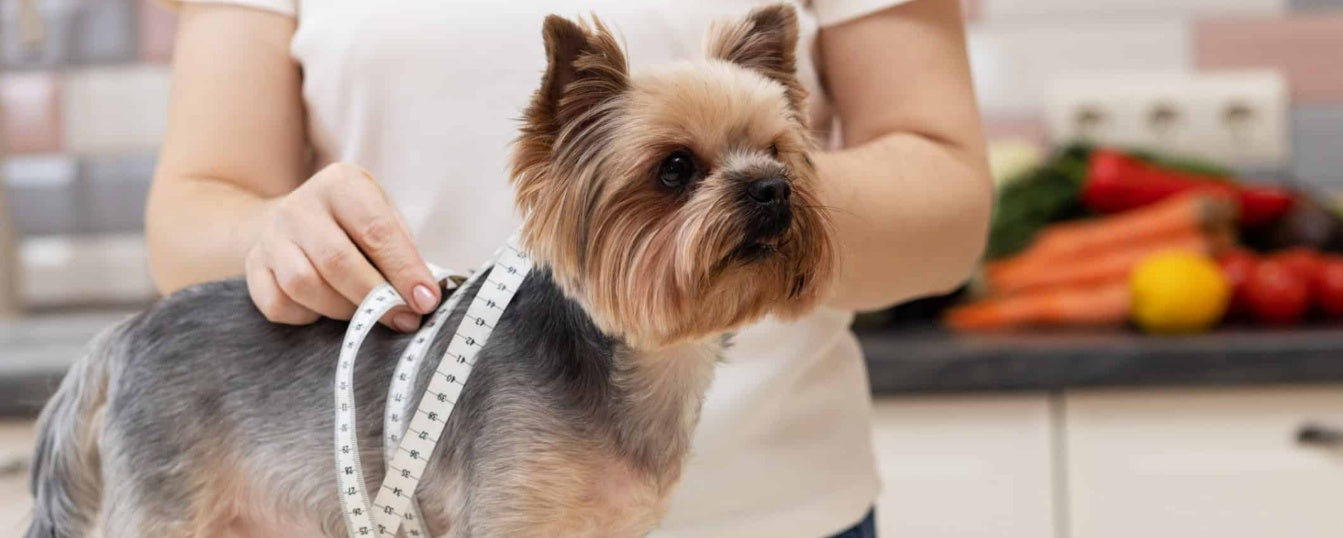 How to Manage Your Dog’s Weight with Proper Nutrition and Portion Control