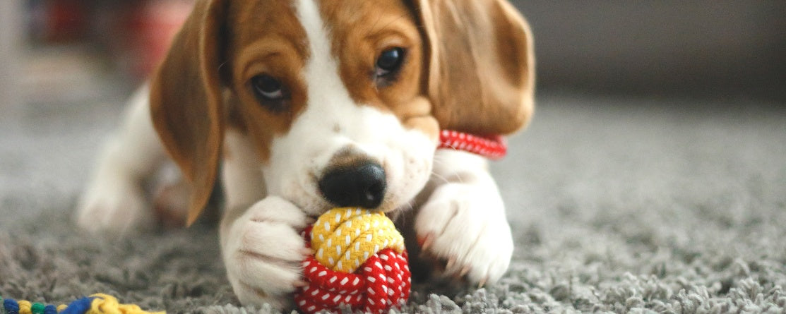 How to Pick Puppy Toys That Are Both Safe and Stimulating