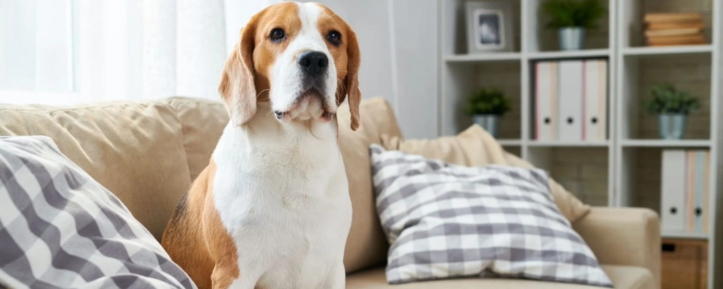 How to Train Your Dog to Stay off the Furniture