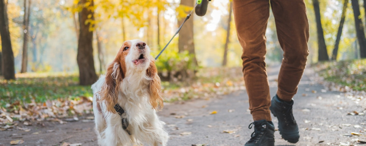 How to Train Your Dog to Stop Excessive Barking