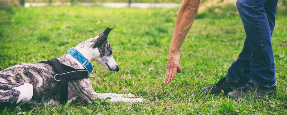 How to Stop Your Dog from Chasing: Effective Training Techniques