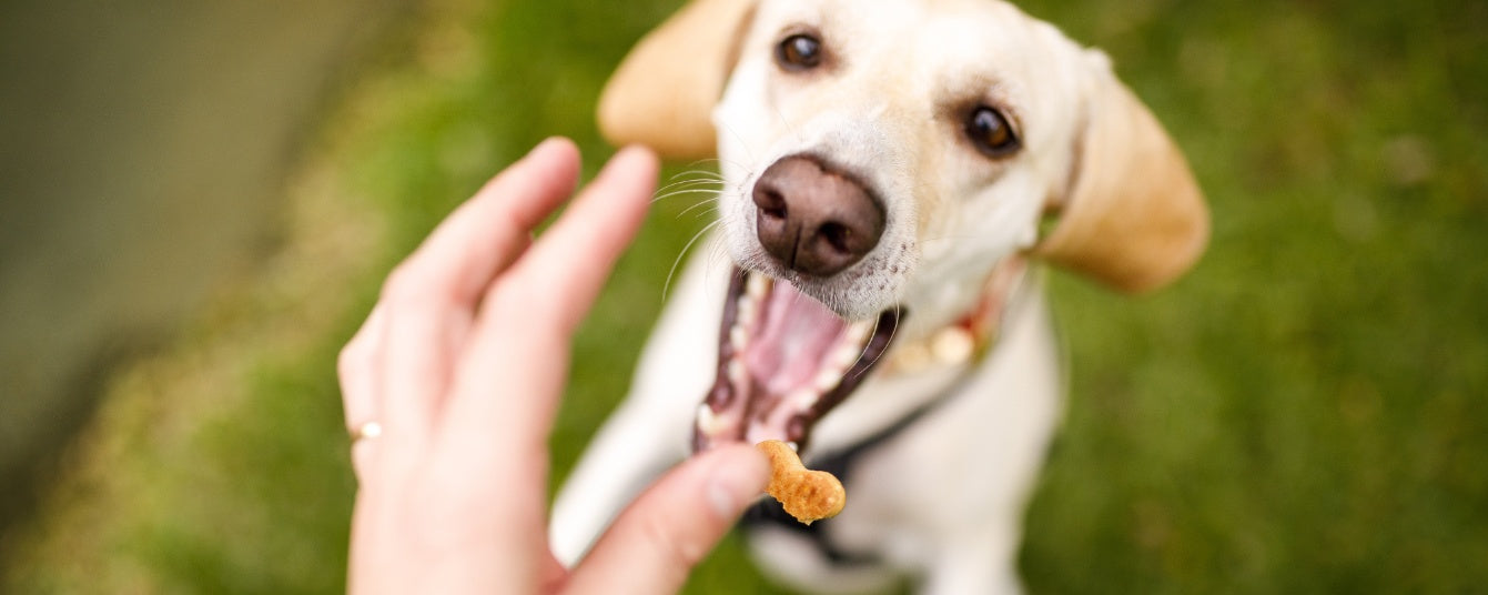 Human Treats for Dogs: What to Share and What to Avoid