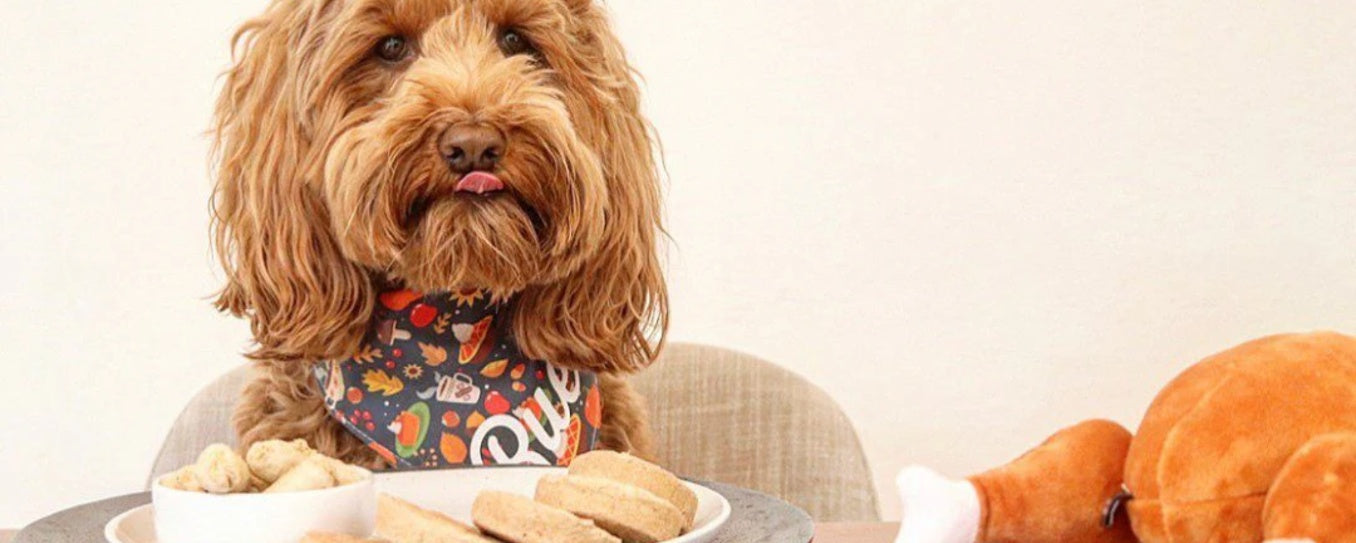 Is Turkey Safe for Dogs? Tips for a Healthy Treat