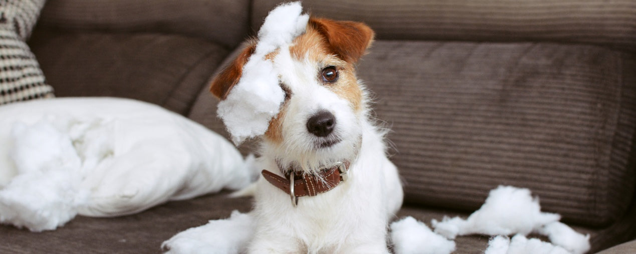 Is Your Puppy Stressed? Top Indicators of Anxiety in Dogs