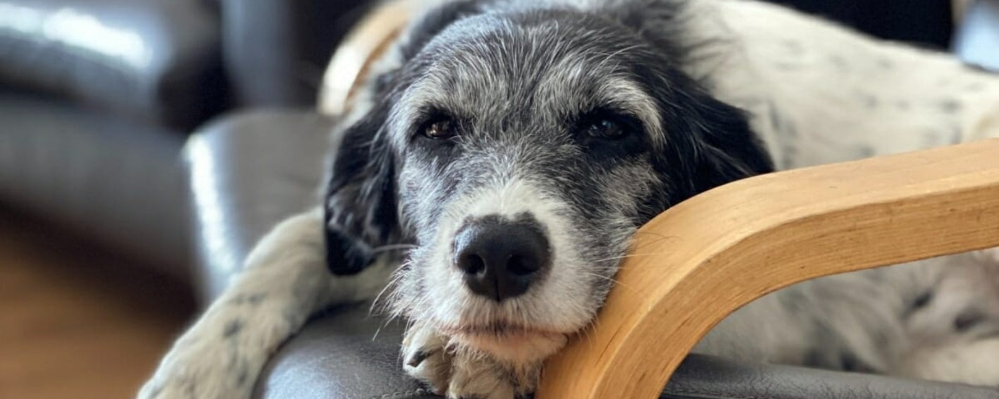 Is Your Senior Dog Sundowning? Signs, Causes, and How to Help