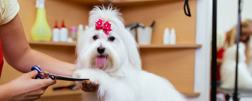 Must-Have Grooming Supplies for Pet Owners: 10 Essentials You Can’t Ignore