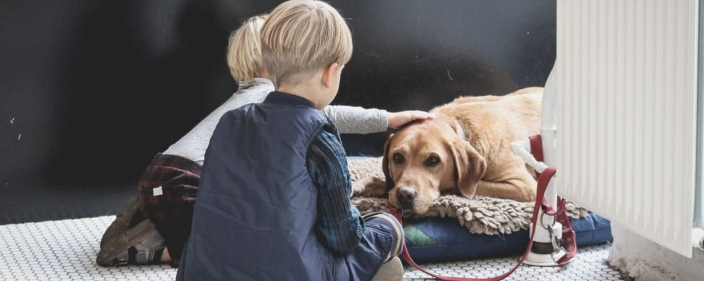 Pet Euthanasia Through a Veterinarian’s Eyes: What You Need to Know