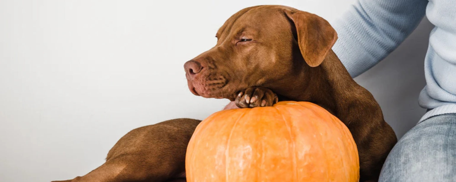 Pumpkin for Dog Diarrhea: Does It Really Work?