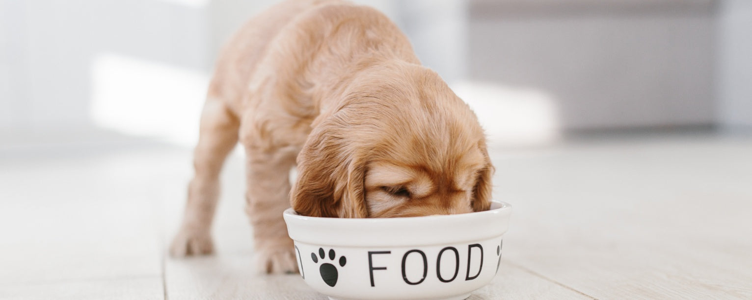 Puppy Feeding 101: Everything You Need to Know About Nourishing Your Pup