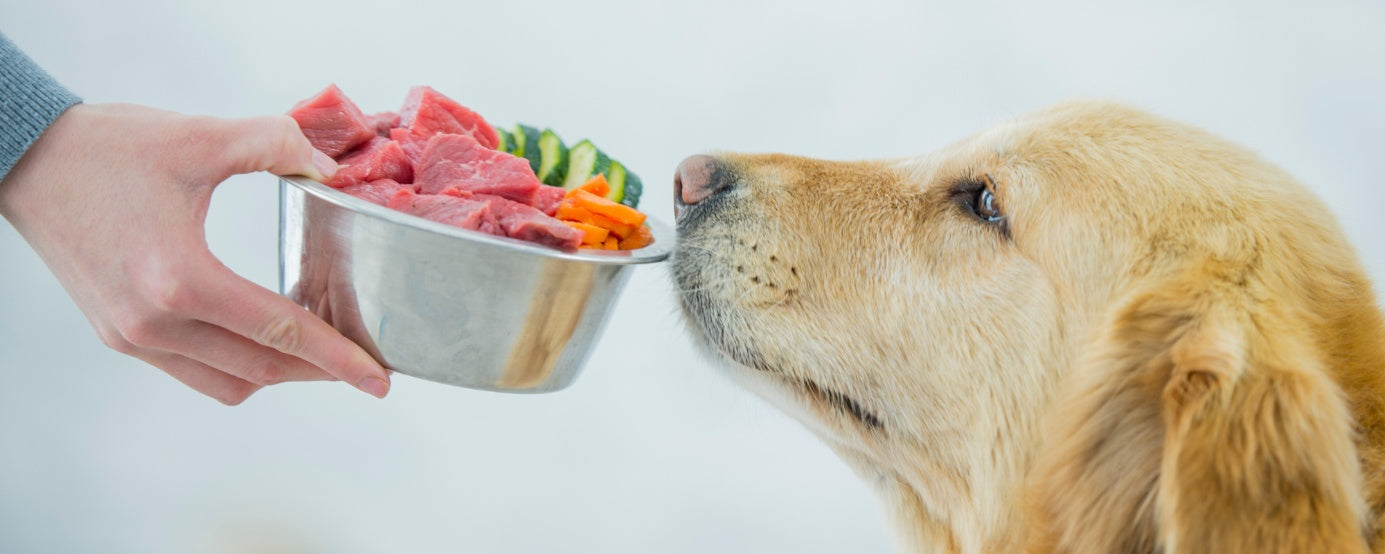Raw Food Diet for Dogs: Is It Right for Your Pet