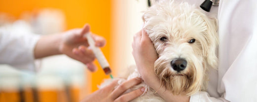 Relieving Joint Pain: Top Arthritis Treatments for Dogs