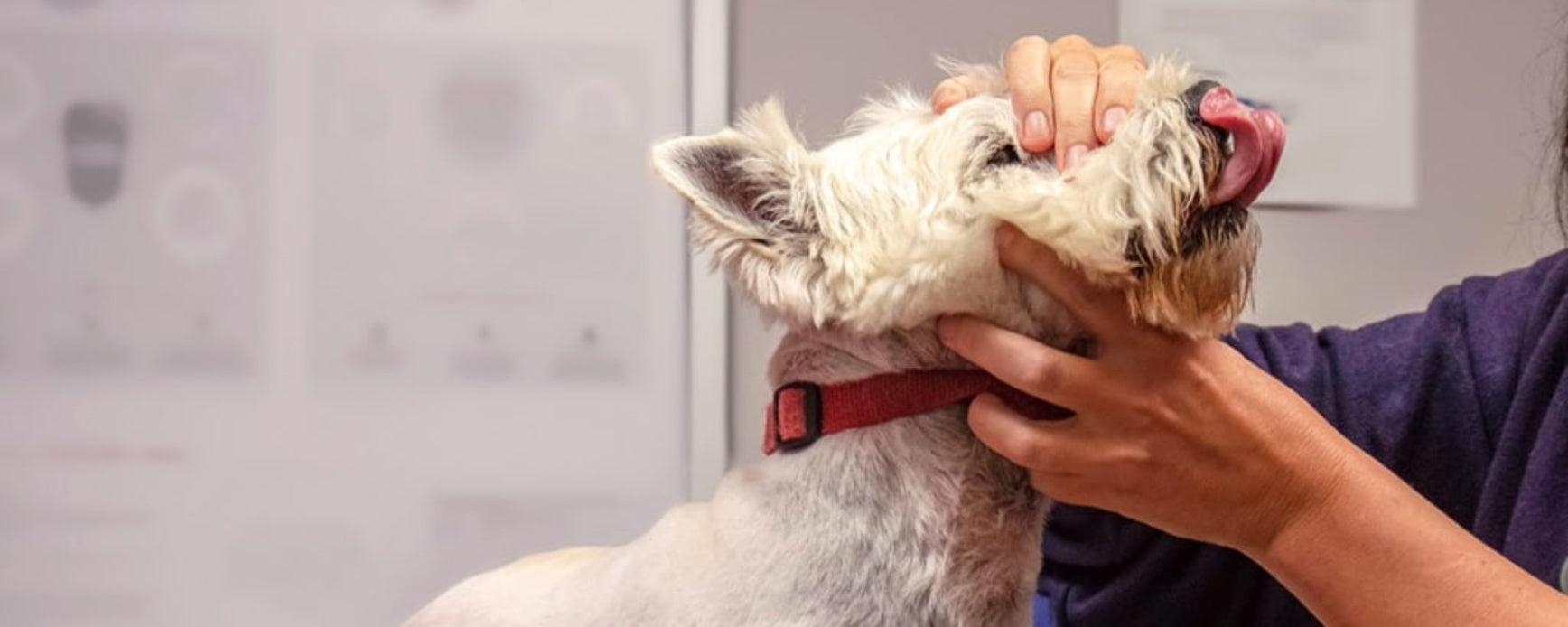 Reverse Sneezing in Dogs: What It Is and How to Help