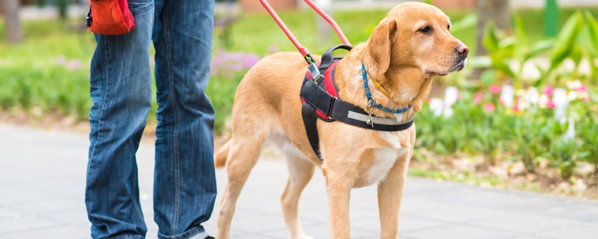 Stop Dog-to-Dog Aggression: A Step-by-Step Training Guide