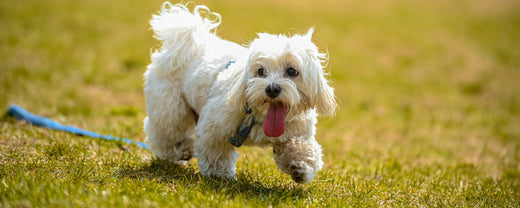 Summer Dog Walking Guide: 10 Ways to Stay Cool and Protected