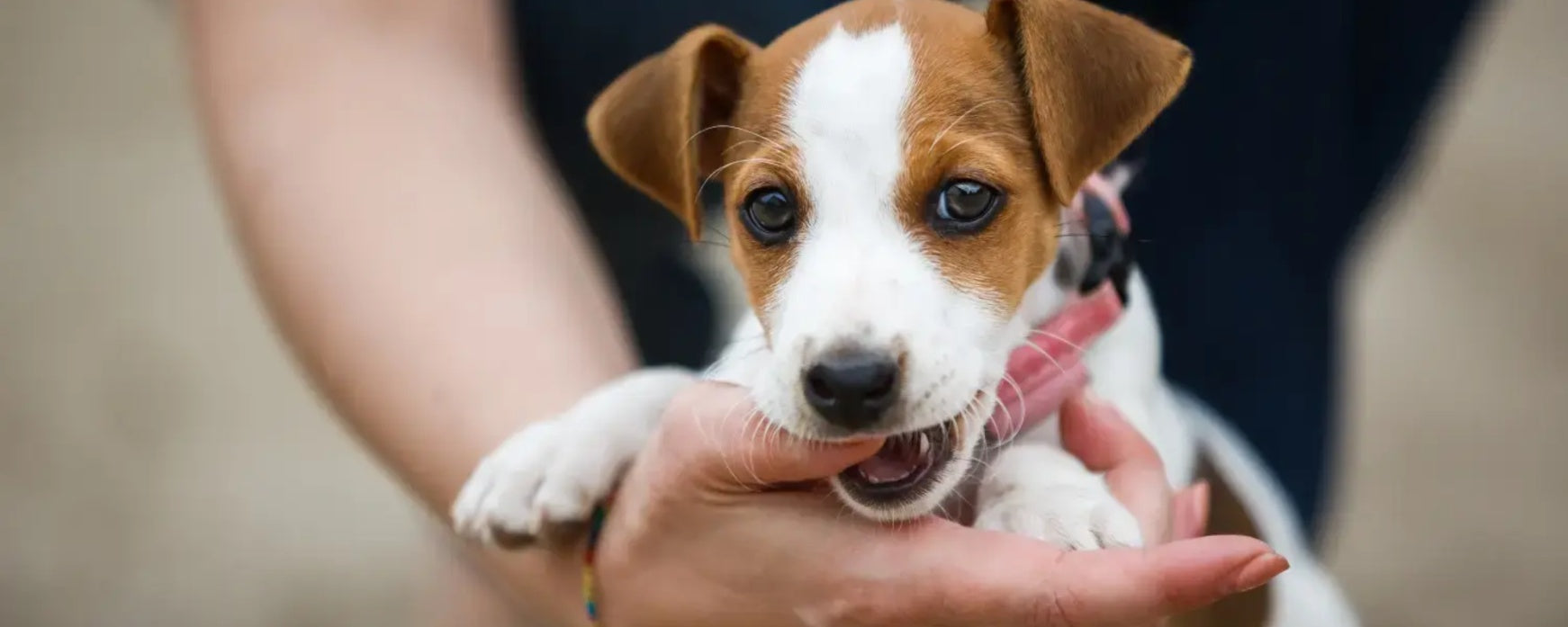 Teething Puppies? Try These 4 Tips for Relief and Care